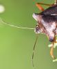 Pentatoma rufipes